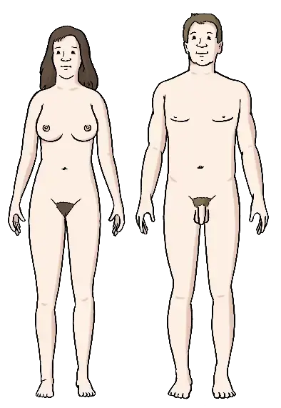 Illustration eines unbekleideten weiblichen und eines unbekleideten männlichen Körpers von vorn.